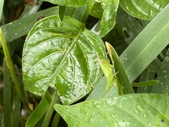 Pseudoxya diminuta