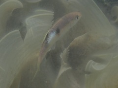 Parupeneus multifasciatus