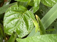 Pseudoxya diminuta