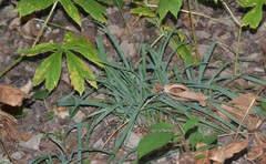 Carex laxiculmis