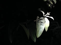 Viburnum macrocephalum