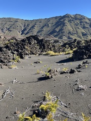 Pteridium aquilinum decompositum