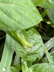 Pseudoxya diminuta