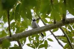 Pycnonotus aurigaster