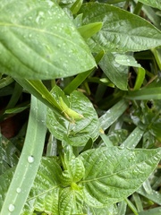 Pseudoxya diminuta