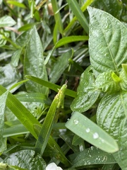Pseudoxya diminuta