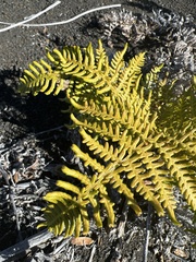 Pteridium aquilinum decompositum