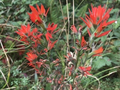 Castilleja subinclusa