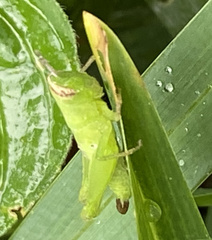 Pseudoxya diminuta