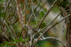 Ficedula