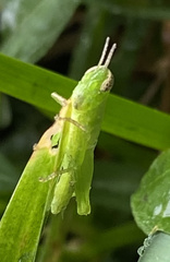 Pseudoxya diminuta