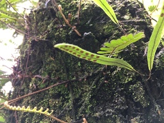 Pleopeltis crassinervata