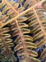 Pteridium aquilinum decompositum