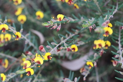 Bossiaea eriocarpa