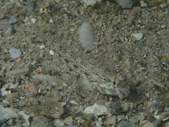 Gnatholepis anjerensis