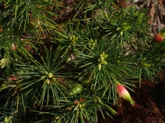 Stenanthera pinifolia