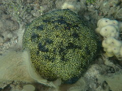 Culcita novaeguineae