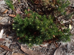 Stenanthera pinifolia