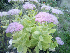 Hylotelephium spectabile