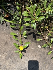 Ludwigia peploides glabrescens