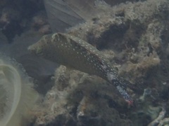 Cheilinus chlorourus