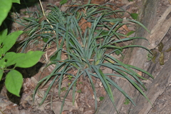 Carex laxiculmis