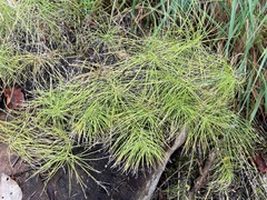 Equisetum sylvaticum