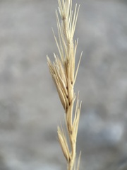 Leymus cinereus