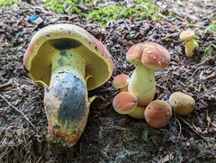 Lanmaoa pseudosensibilis