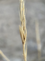 Leymus cinereus