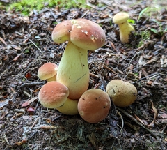 Lanmaoa pseudosensibilis