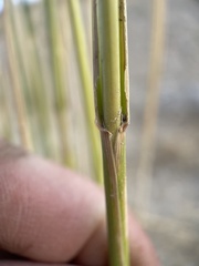 Leymus cinereus