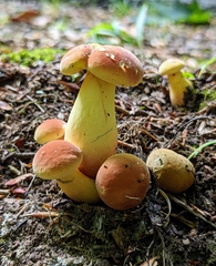 Lanmaoa pseudosensibilis