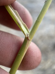 Leymus cinereus