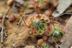Drosera spilos