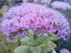 Hylotelephium spectabile