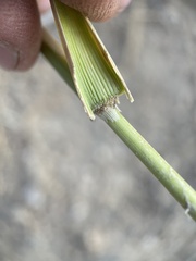 Leymus cinereus