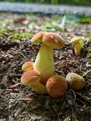 Lanmaoa pseudosensibilis