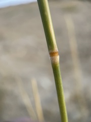 Leymus cinereus