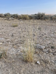 Leymus cinereus
