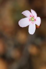 Drosera spilos
