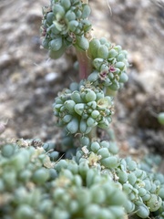 Halogeton glomeratus