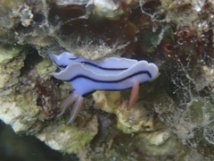 Chromodoris lochi