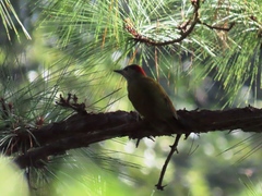 Colaptes rubiginosus