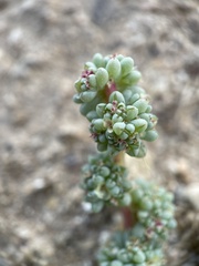 Halogeton glomeratus