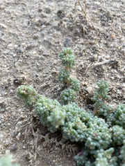 Halogeton glomeratus