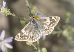 Heliopetes ericetorum