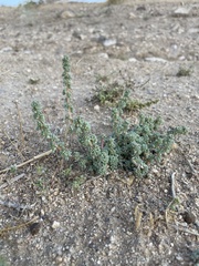 Halogeton glomeratus