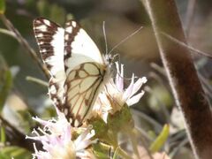 Belenois creona severina