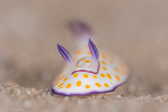 Goniobranchus annulatus